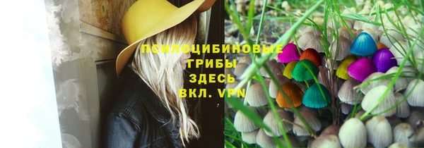 стаф Новозыбков