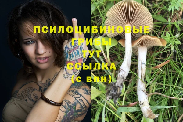 стаф Новозыбков